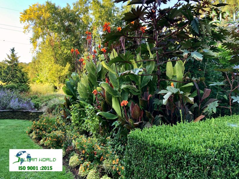 chăm sóc cắt tỉa cây xanh sân vườn tại vũng tàu