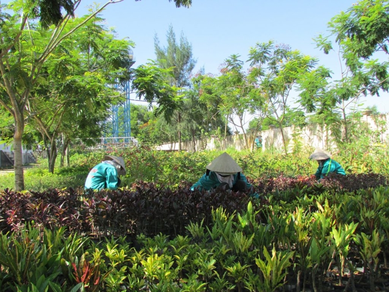 Bí quyết chăm sóc cây xanh tại Tiền Giang luôn xanh tốt