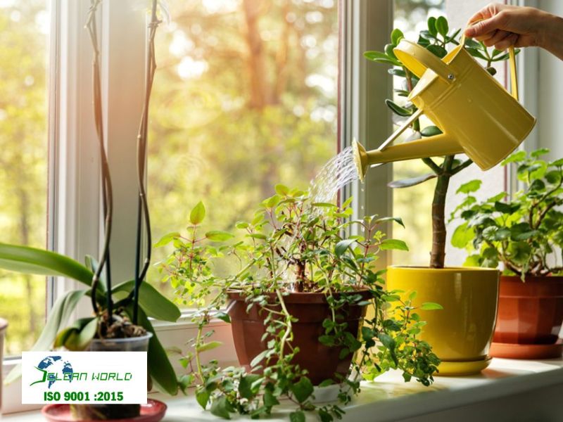 cách chăm sóc cây cảnh trong nhà để cây luôn tươi tốt 