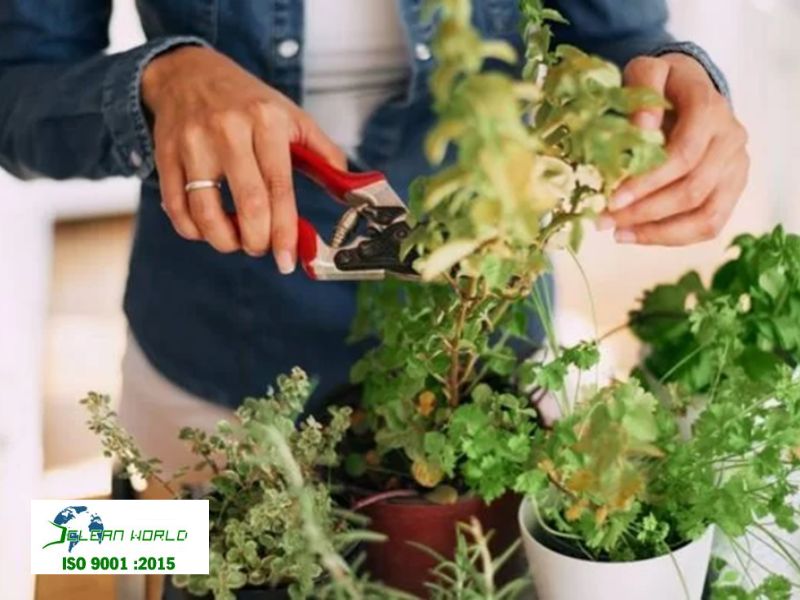 cách chăm sóc cây cảnh trong nhà để cây luôn tươi tốt 