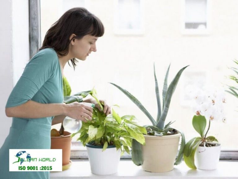 cách chăm sóc cây cảnh trong nhà để cây luôn tươi tốt