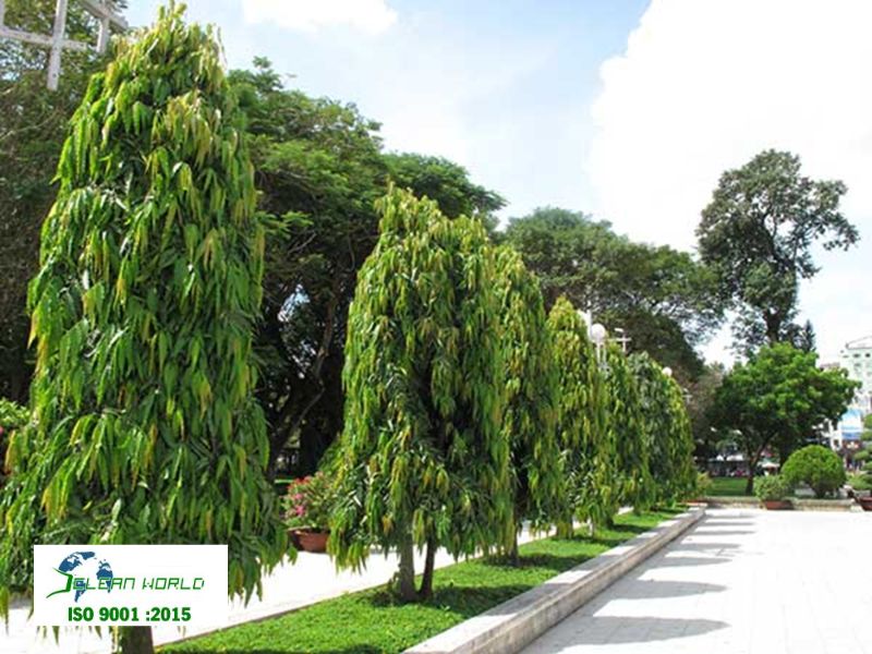cắt tỉa cây xanh tại Khánh Hoà