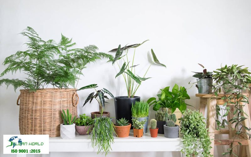 dịch vụ chăm sóc cây cảnh văn phòng 