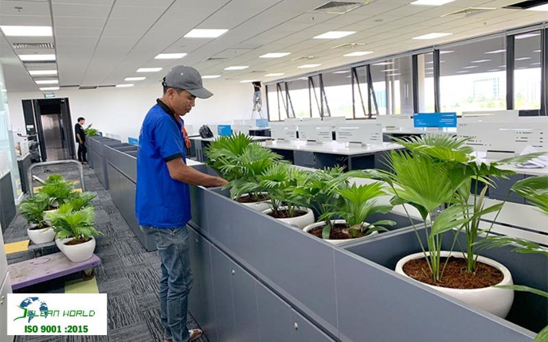 dịch vụ chăm sóc cây cảnh văn phòng 