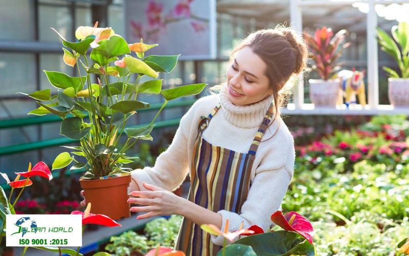 dịch vụ chăm sóc cây xanh 