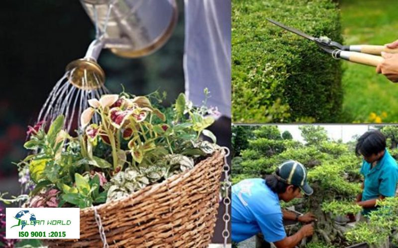 dịch vụ chăm sóc cây xanh 