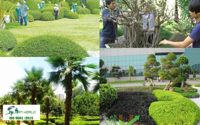 dịch vụ chăm sóc cây xanh