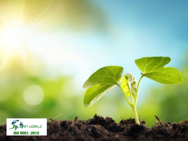 dấu hiệu nhận biết cây cảnh bị sâu bệnh 