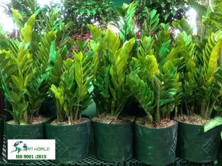 dấu hiệu nhận biết cây cảnh bị sâu bệnh
