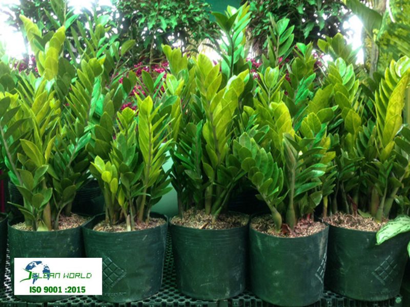 dấu hiệu nhận biết cây cảnh bị sâu bệnh 