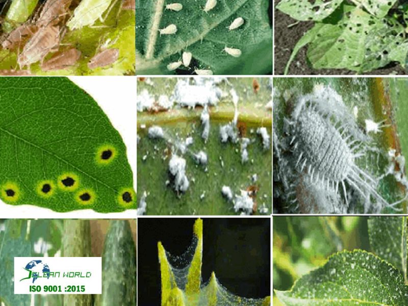 dấu hiệu nhận biết cây cảnh bị sâu bệnh 