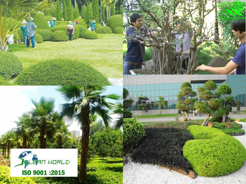 dịch vụ trồng cây xanh tại HCM 