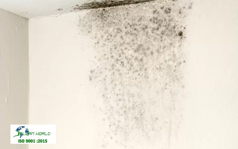 cách tẩy mốc tường nhà 