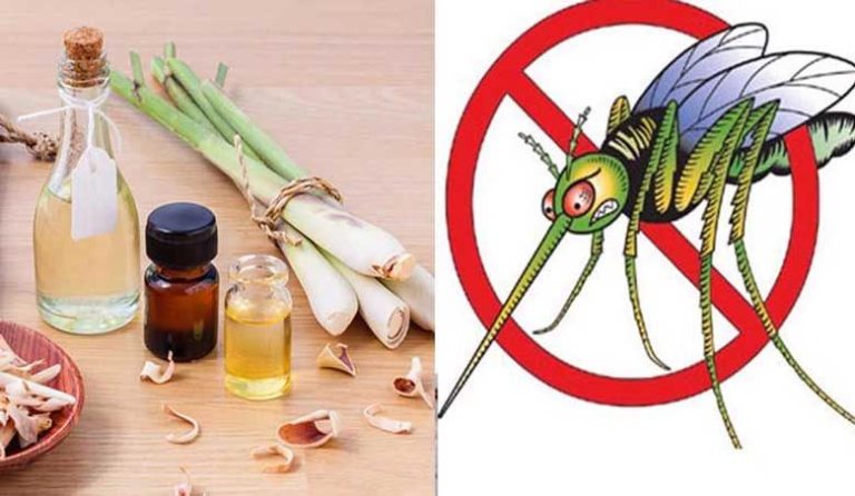 TOP 10 cách đuổi muỗi hiệu quả, an toàn