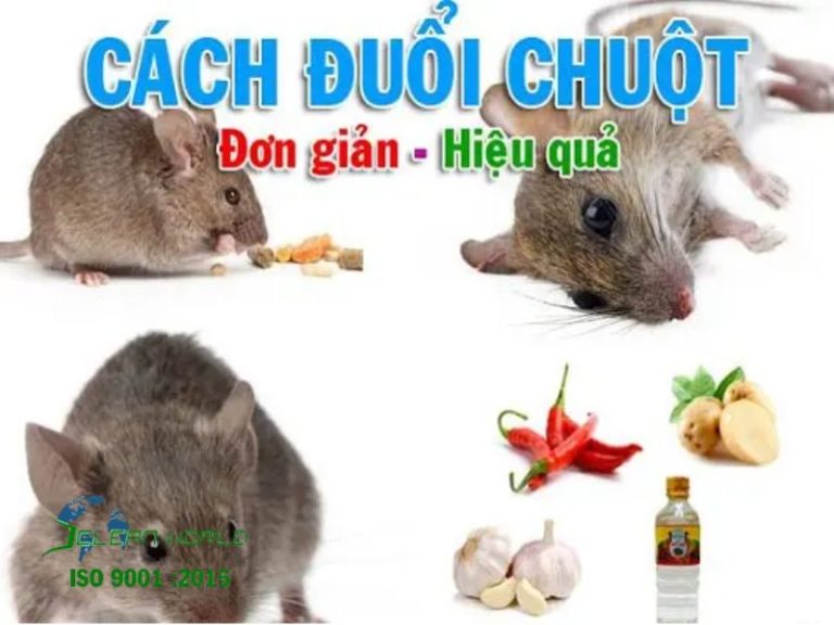 cách đuổi chuột trên trần nhà