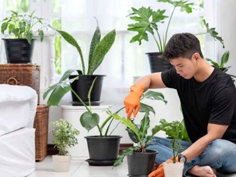chăm sóc bảo dưỡng cây xanh tại nhà