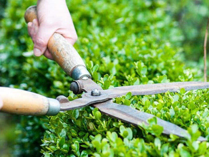 thuê dịch vụ chăm sóc cây xanh tại HCM