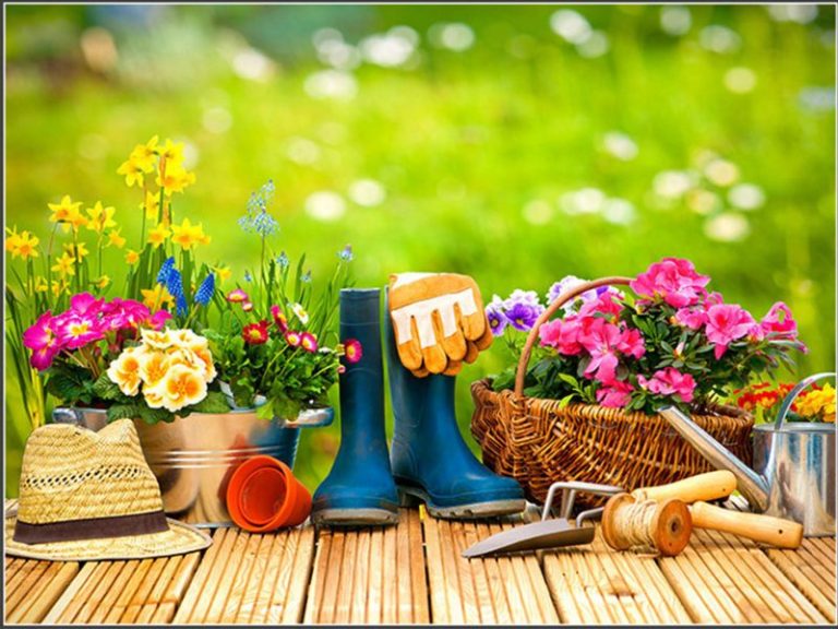 thuê dịch vụ chăm sóc cây xanh tại HCM