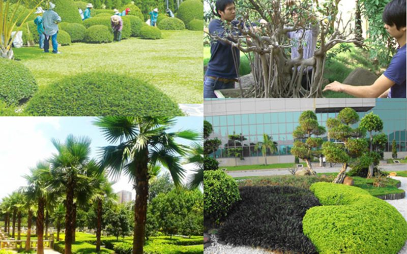 dịch vụ chăm sóc cây xanh