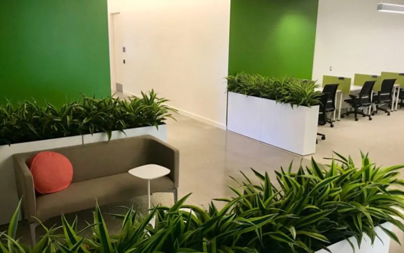 dịch vụ chăm sóc cây xanh