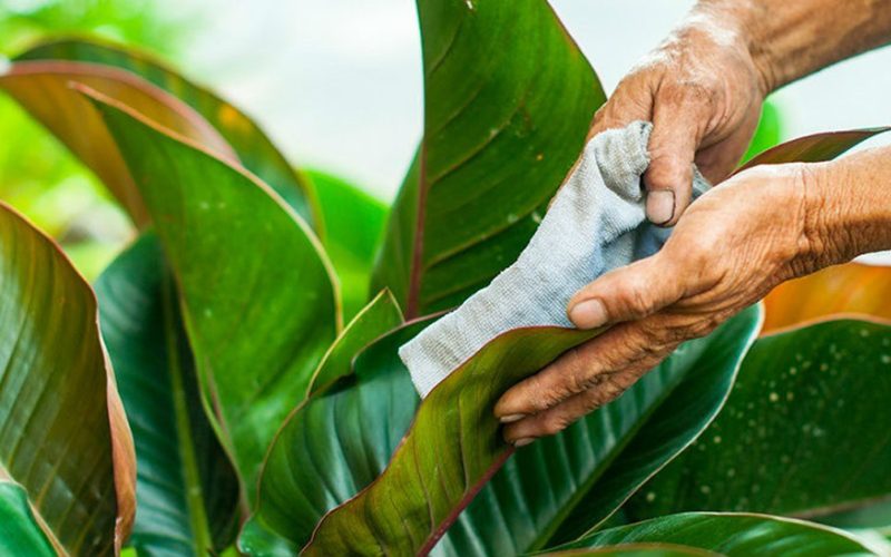 dịch vụ chăm sóc cây xanh