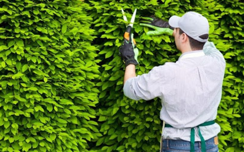 dịch vụ chăm sóc cây xanh