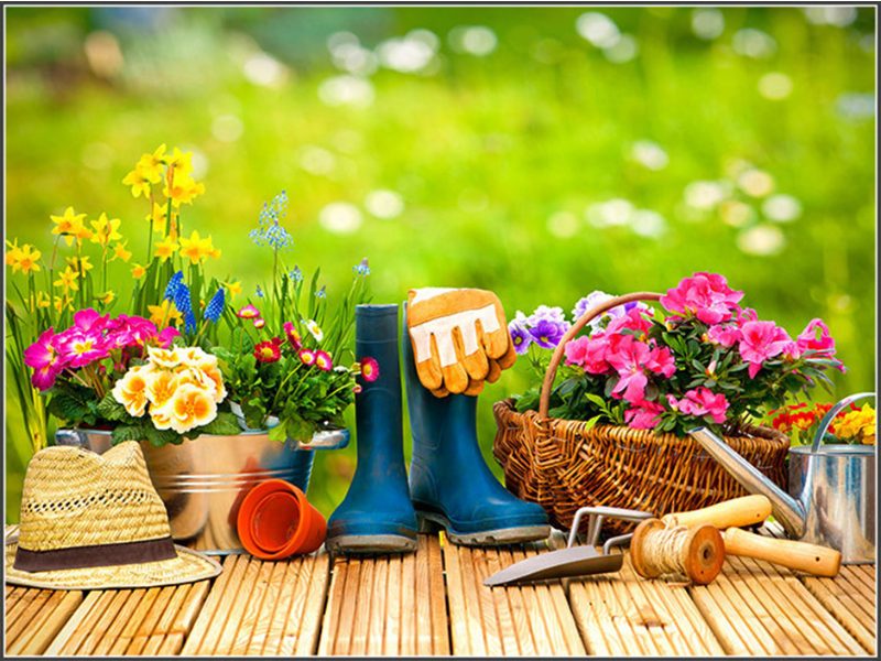 dịch vụ chăm sóc cây xanh 