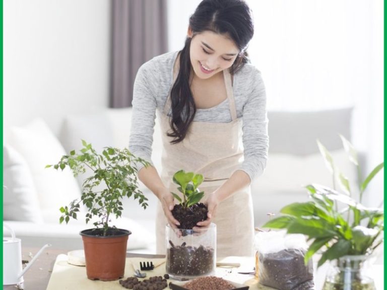 chăm sóc bảo dưỡng cây xanh tại nhà