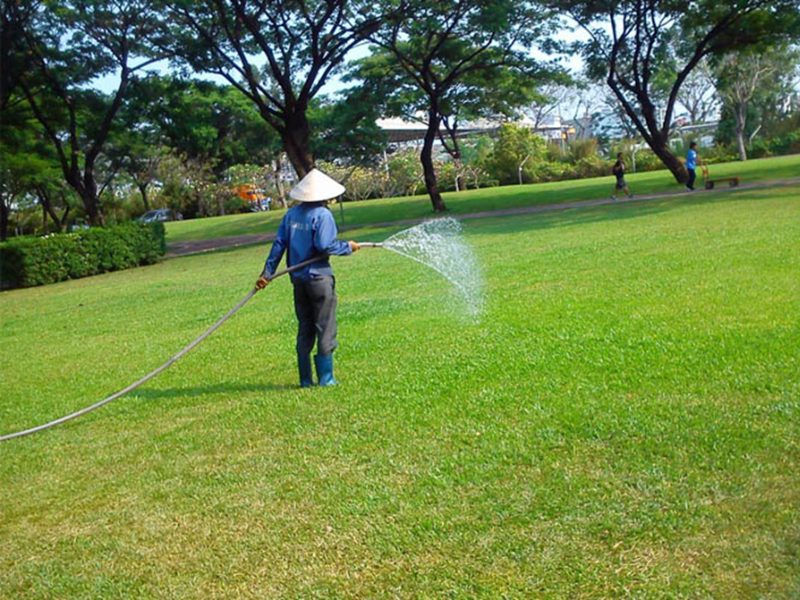 dịch vụ chăm sóc cây xanh 