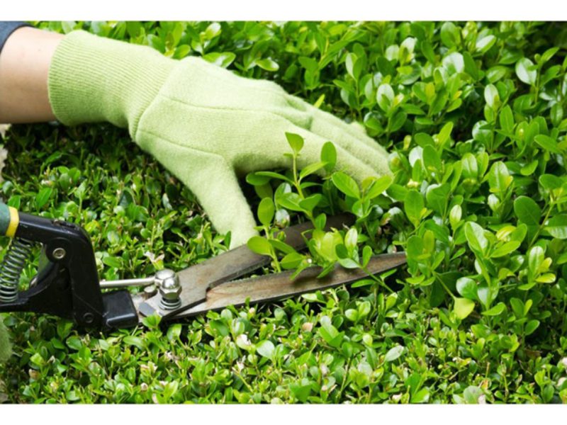 dịch vụ chăm sóc cây xanh 