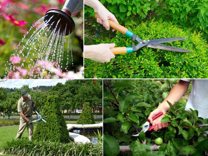 chăm sóc bảo dưỡng cây xanh tại nhà