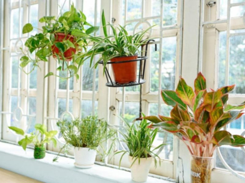 chăm sóc bảo dưỡng cây xanh tại nhà