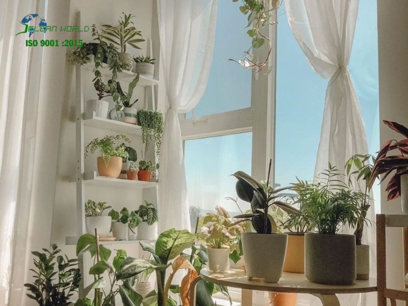 Các lỗi thường gặp khi tự chăm sóc cây cảnh