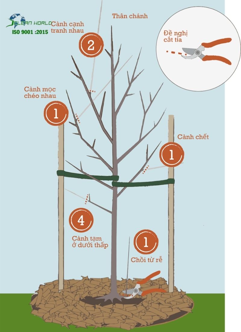 Các lỗi thường gặp khi tự chăm sóc cây cảnh