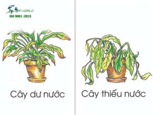 Các lỗi thường gặp khi tự chăm sóc cây cảnh