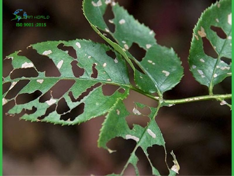 Các lỗi thường gặp khi tự chăm sóc cây cảnh