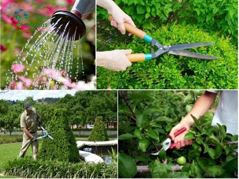 Các lỗi thường gặp khi tự chăm sóc cây cảnh