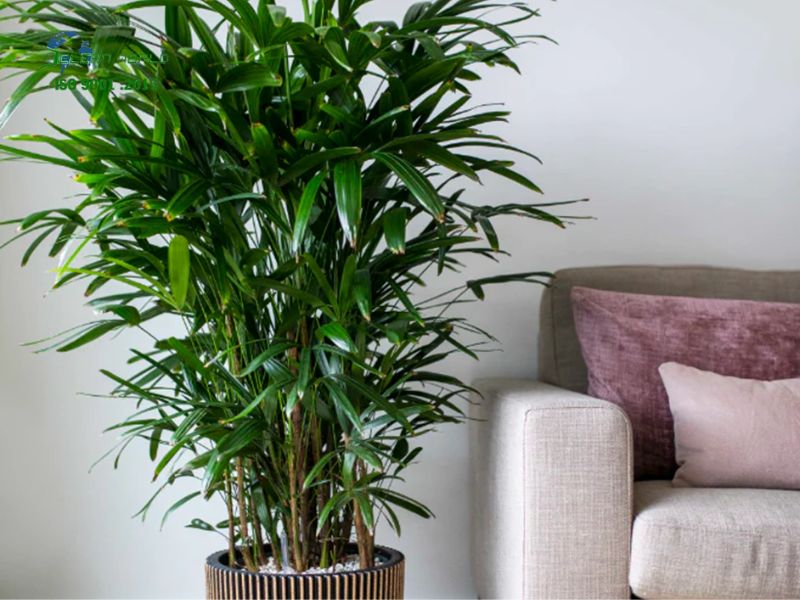 Các lỗi thường gặp khi tự chăm sóc cây cảnh