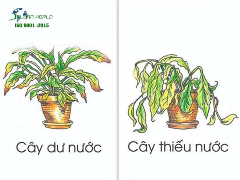Các lỗi thường gặp khi tự chăm sóc cây cảnh