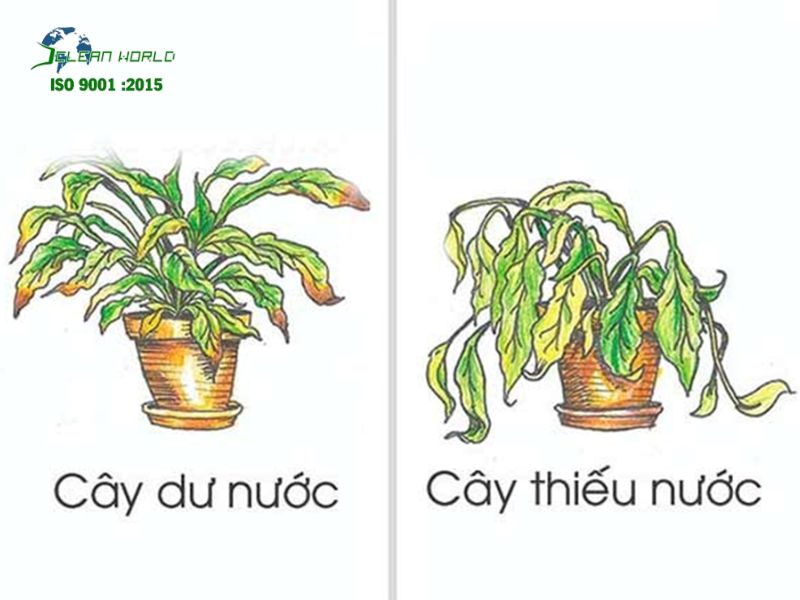Các lỗi thường gặp khi tự chăm sóc cây cảnh