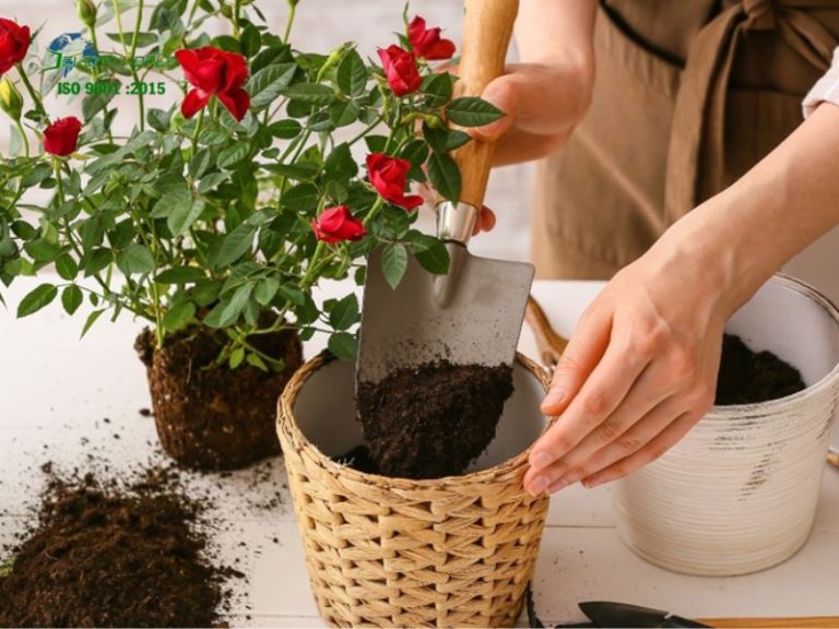 cách chăm sóc cây cảnh đúng kỹ thuật