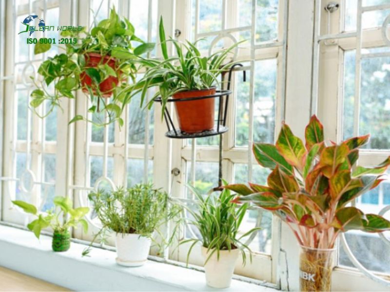 cách chăm sóc cây cảnh đúng kỹ thuật