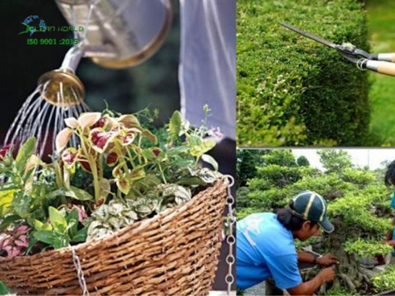 cách chăm sóc cây cảnh đúng kỹ thuật