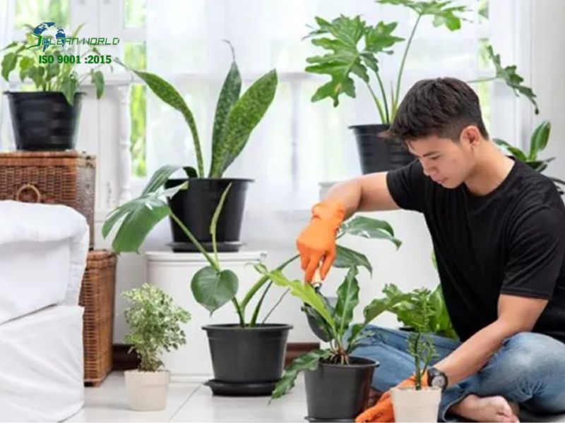 cách chăm sóc cây cảnh đúng kỹ thuật