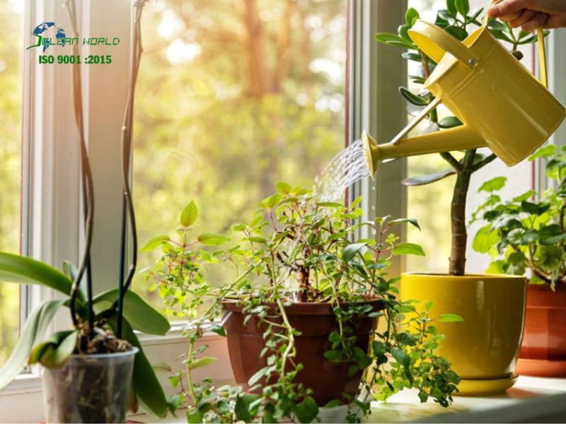 cách chăm sóc cây cảnh đúng kỹ thuật