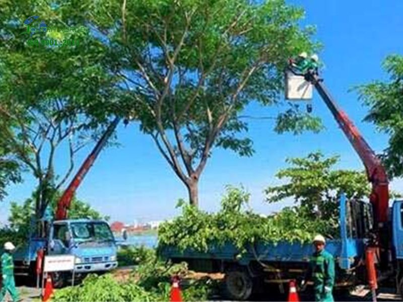 chăm sóc cây xanh khu đô thị