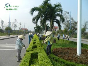 chăm sóc cây xanh khu đô thị