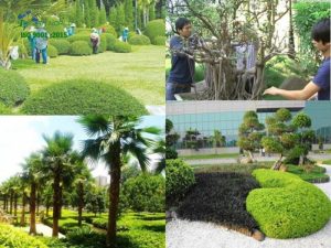 Dịch vụ cắt tỉa và bảo dưỡng cây cảnh