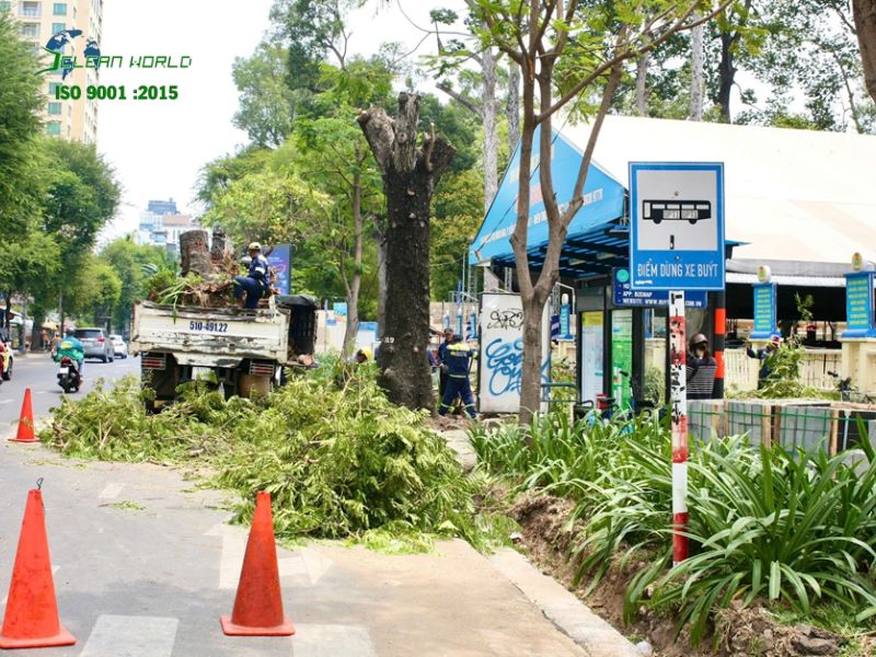 Dịch vụ cắt tỉa và bảo dưỡng cây cảnh