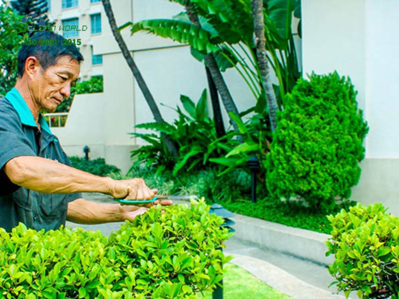 Dịch vụ cắt tỉa và bảo dưỡng cây cảnh